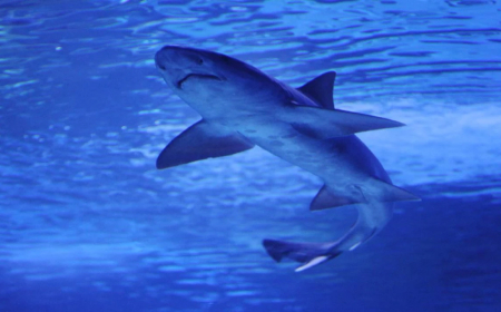 Avustralya'da 48 saat içinde dördüncü köpekbalığı saldırısı