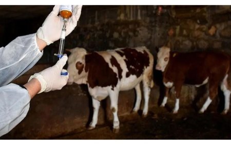 Tarım Bakanlığı: “Şap hastalığıyla mücadelede aşılama, karantina ve denetimler sürdürülüyor”