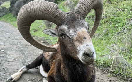 Yeşilırmak’ta bulunan yaşlı muflon tedavi altına alındı