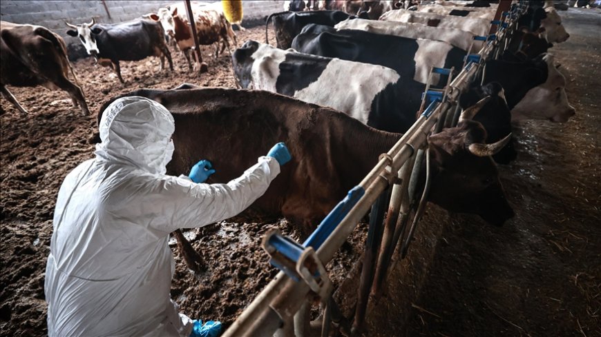 Tarım Bakanlığı: 673 işletmede 68 bin 624 büyükbaş hayvana birinci doz aşısı yapıldı