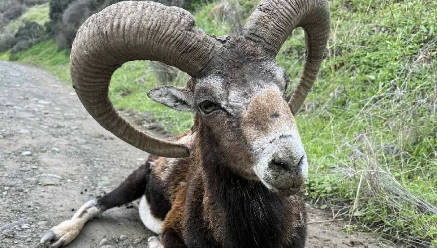 Yeşilırmak’ta bulunan yaşlı muflon tedavi altına alındı