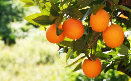 Cypfruvex’ten valensiya açıklaması