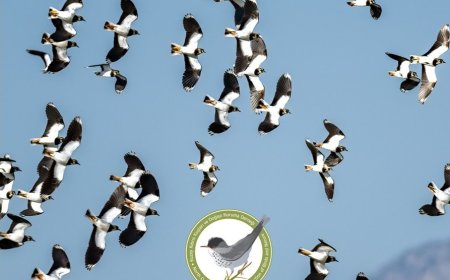 KUŞKOR ve BirdLife Cyprus, kış ortası su kuşu sayımı yaptı