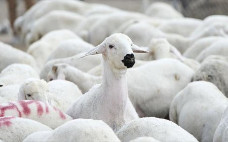 Brucella tazminatları ödendi