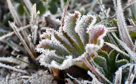 Yarın, pazar ve pazartesi sabah saatlerinde don olayı bekleniyor