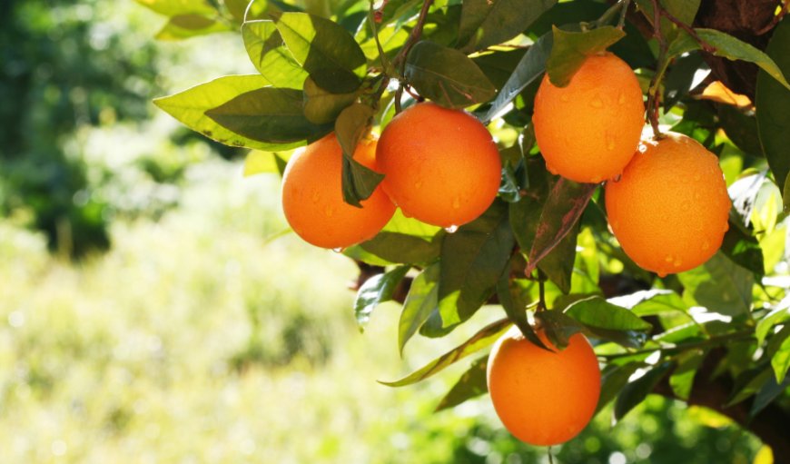 Cypfruvex’ten valensiya açıklaması