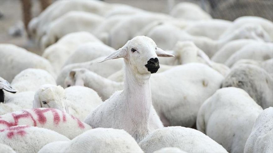 Brucella tazminatları ödendi
