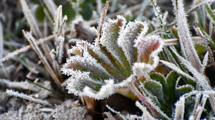 Yarın, pazar ve pazartesi sabah saatlerinde don olayı bekleniyor