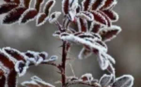 Meteoroloji'den don ve fırtına uyarısı