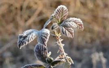 Cuma ve cumartesi yer yer sağanak, pazar sabahı don olayı bekleniyor