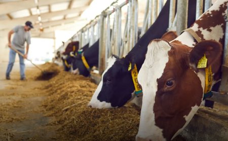 Larnaka’ya bağlı bir köyde yeni şap vakası