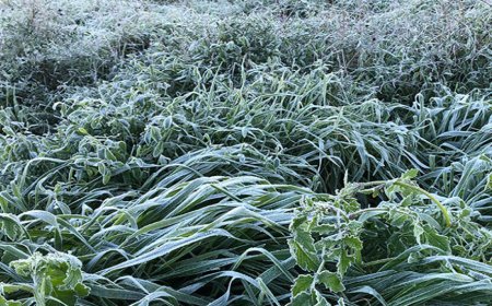 Yarın ve Çarşamba sabah saatlerinde yer yer don olayı bekleniyor