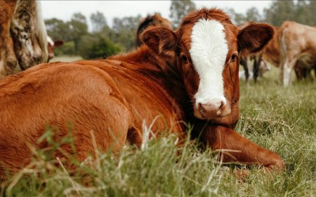 Hayvan Üreticileri ve Yetiştiricileri Birliği: “Hayvancılık sektörü göz göre göre çökertiliyor”