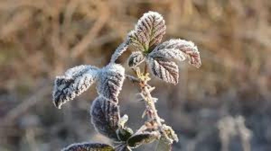Cuma ve cumartesi yer yer sağanak, pazar sabahı don olayı bekleniyor