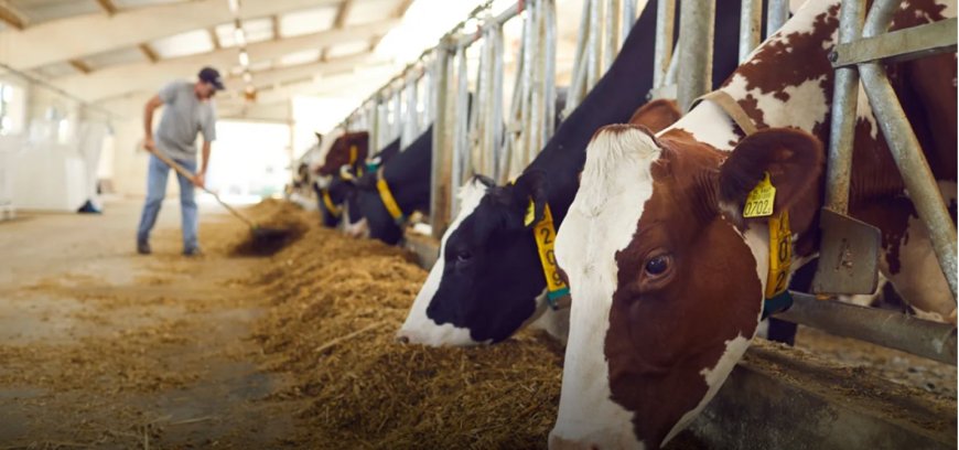 Larnaka’ya bağlı bir köyde yeni şap vakası