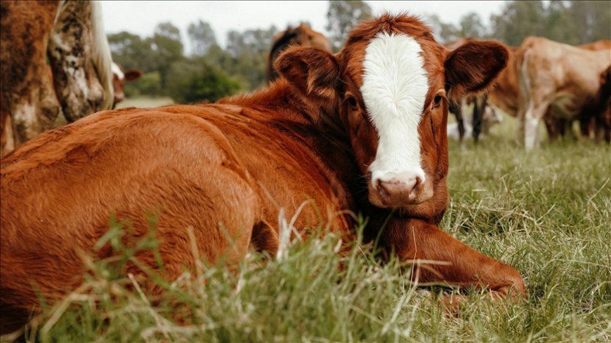 Hayvan Üreticileri ve Yetiştiricileri Birliği: “Hayvancılık sektörü göz göre göre çökertiliyor”